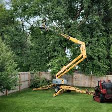 Best Tree Cabling and Bracing  in Clio, MI