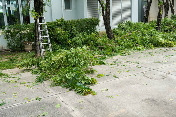 How Our Tree Care Process Works  in  Clio, MI